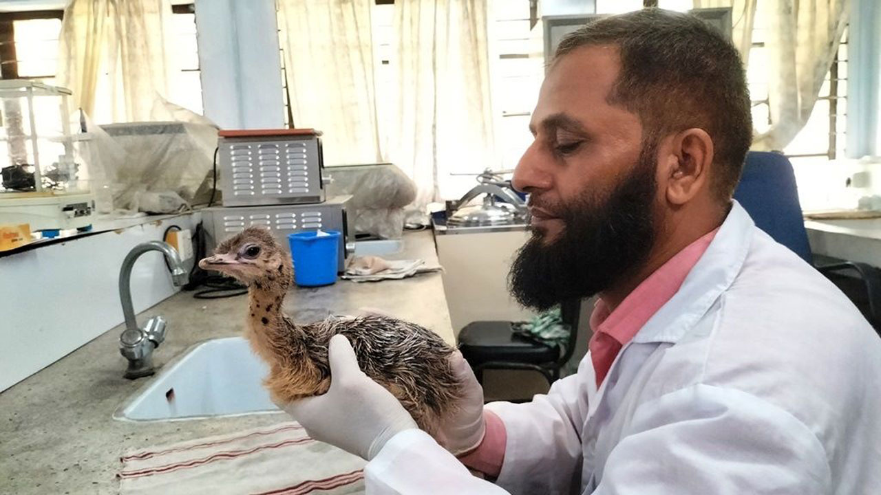 হাজী মোহাম্মদ দানেশ বিজ্ঞান ও প্রযুক্তি বিশ্ববিদ্যালয়ে ইনকিউবেটরে উটপাখির ডিম থেকে ফুটল বাচ্চা। ছবি : কালবেলা