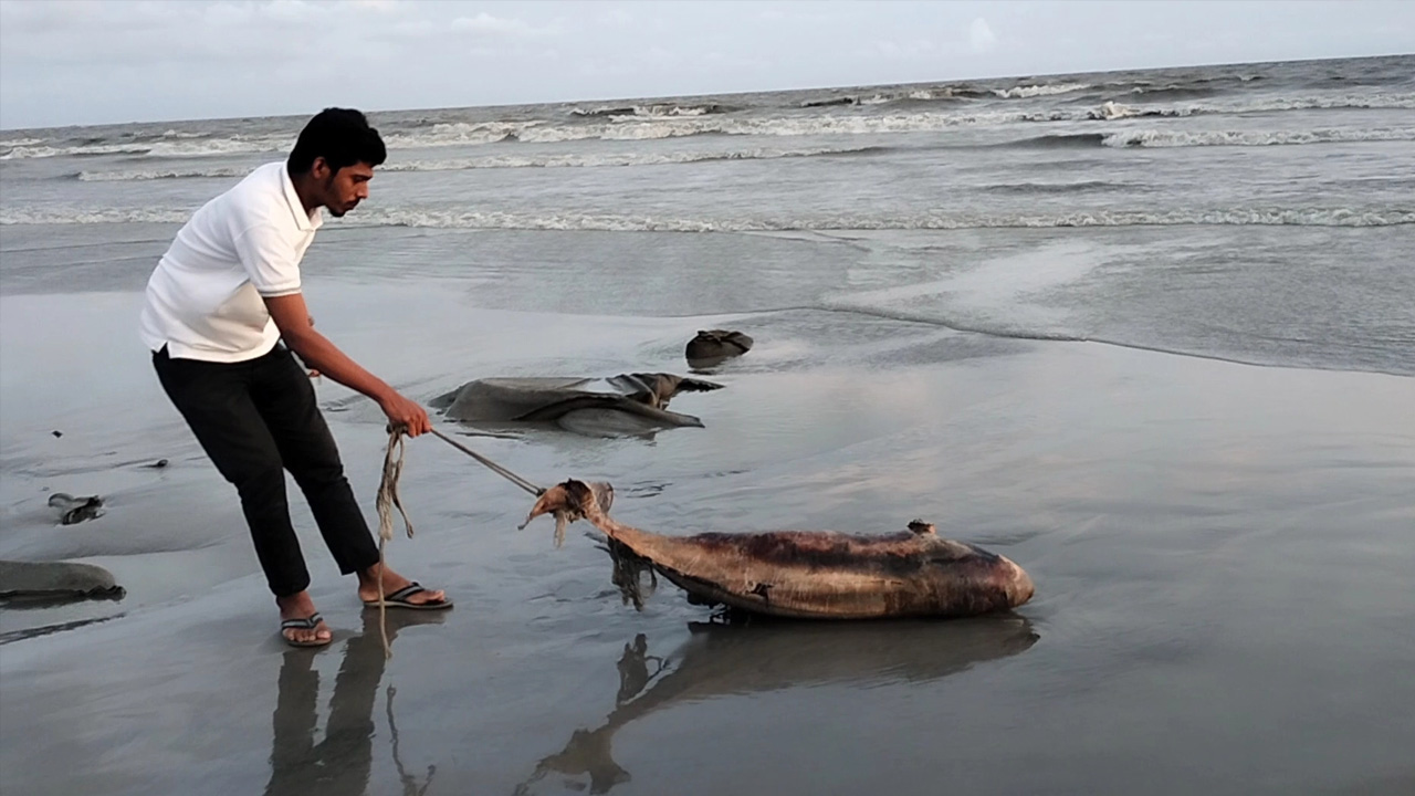 রোববার বিকেলে ঝাউবন এলাকায় ছয় ফুট লম্বা এই ডলফিনটি ভেসে আসে। ছবি : কালবেলা