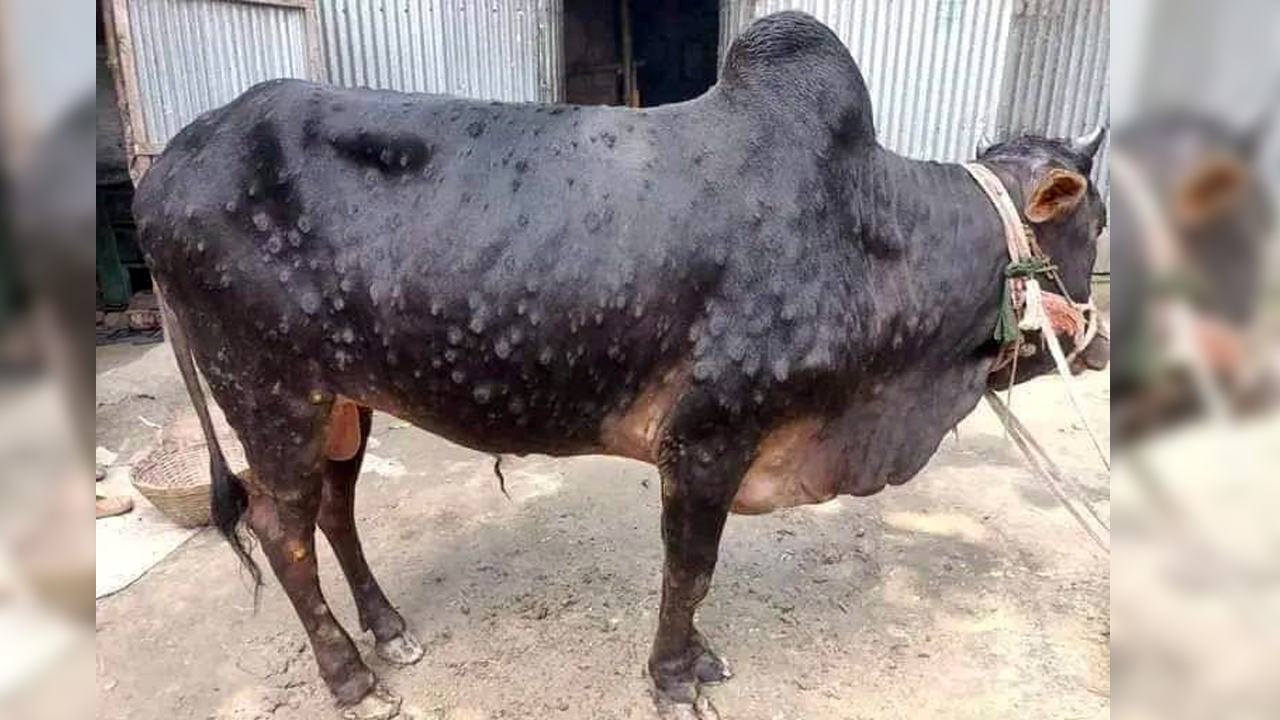 লাম্পি স্কিন ডিজিজে আক্রান্ত গরু। ছবি : কালবেলা