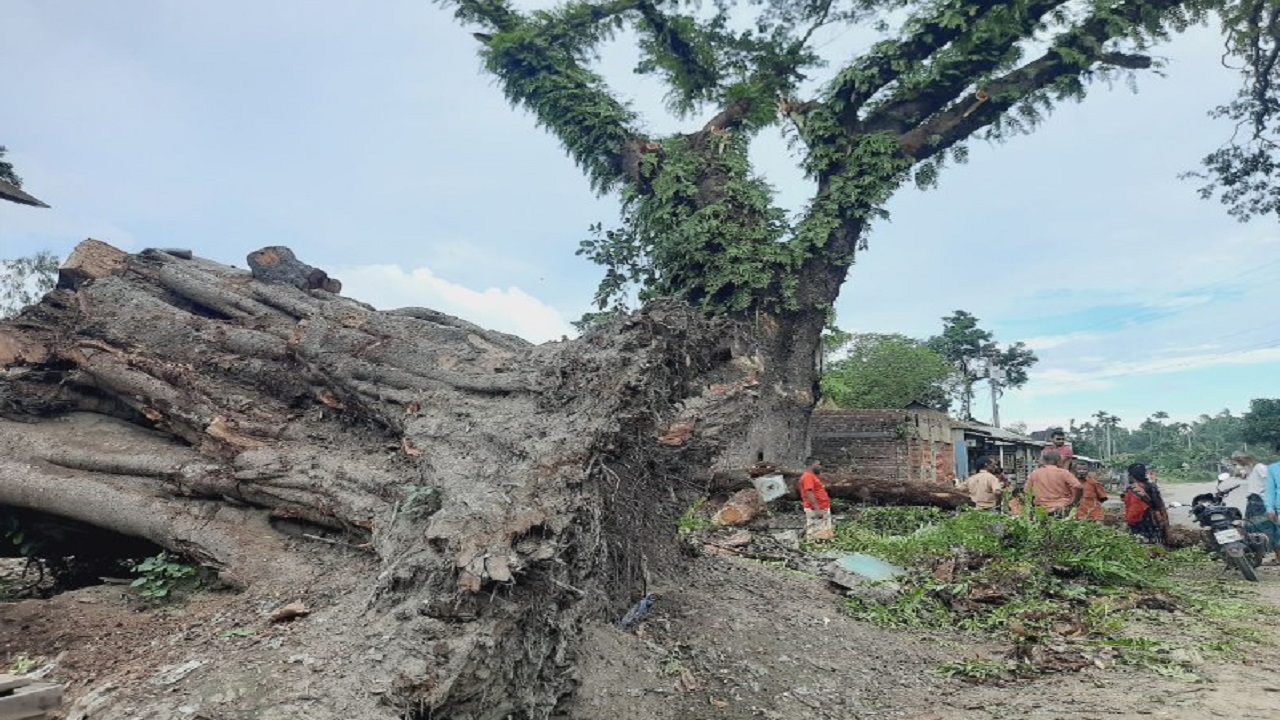 মেলান্দহ উপজেলার আমবাড়িয়ায় থাকা একটি শতবর্ষী কড়ই গাছ। ছবি : কালবেলা