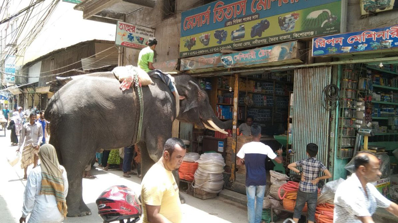 কিশোরগঞ্জের ভৈরবে ব্যবসাপ্রতিষ্ঠানে হাতি নিয়ে ঘুরে ঘুরে চাঁদাবাজি। ছবি : কালবেলা