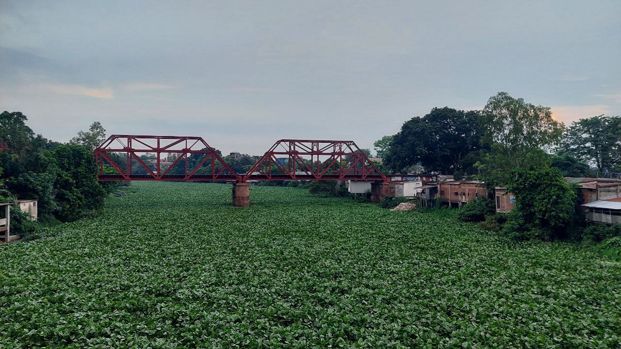 কচুরিপানার দখলে এক সময়কার ঐতিহ্যবাহী প্রমত্তা বড়াল নদী। ছবি : কালবেলা