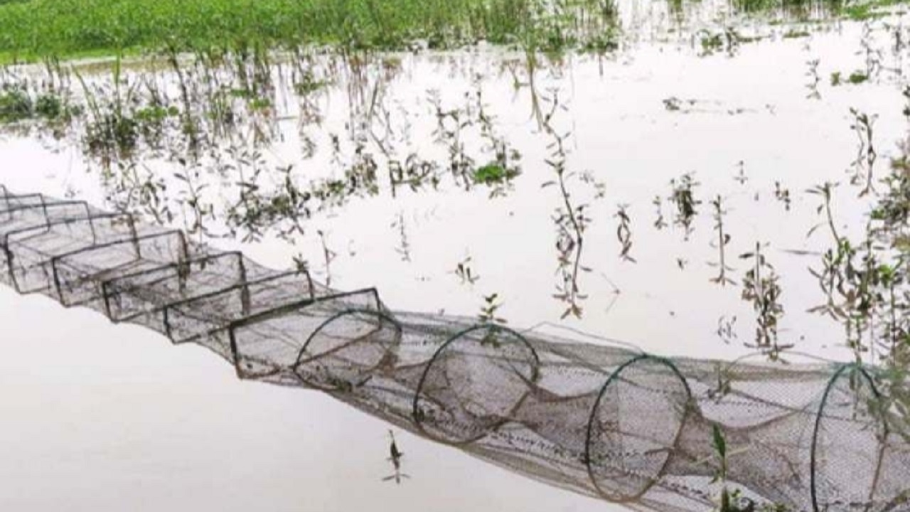 জলাশয়ে পেতে রাখা হয়েছে মাছ ধরার ফাঁদ (চায়না জাল)। ছবি : কালবেলা