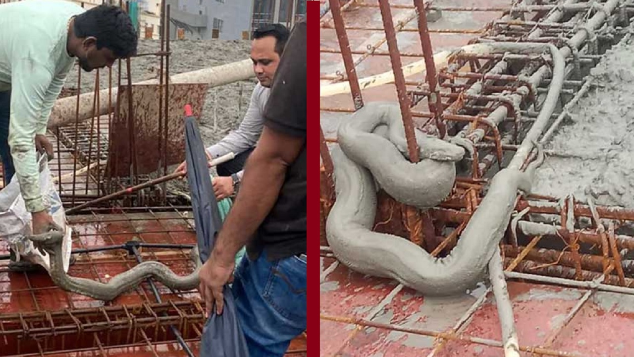 মুম্বাইয়ের ব্যস্ত এলাকায় ১৩ তলার ছাদে উঠে গিয়েছিল ৪ ফুটের রক পাইথন। ছবি : সংগৃহীত