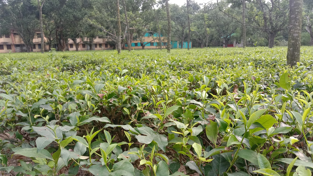 নীলফামারীর কিশোরগঞ্জ উপজেলা পরিষদের পতিত জমিতে গড়ে তোলা চা বাগান। ছবি : কালবেলা