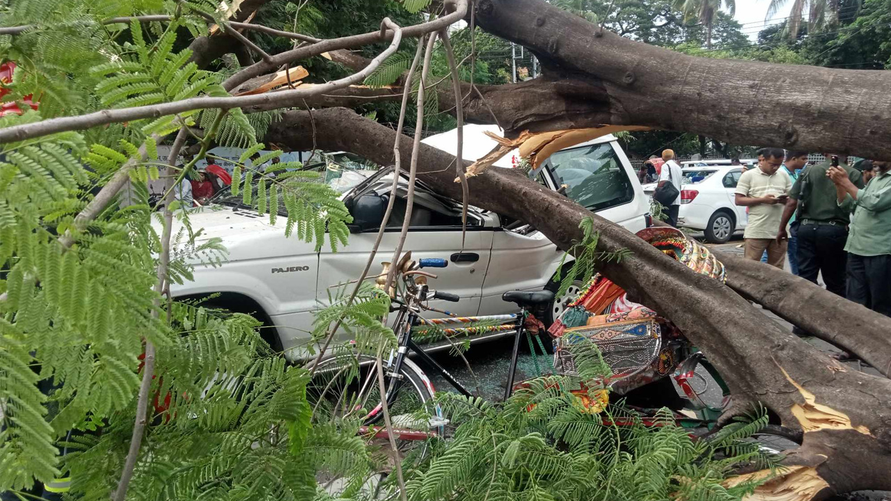 ঢাবি এলাকায় চলন্ত গাড়ির ওপর ভেঙে পড়েছে একটি গাছ। ছবি: কালবেলা