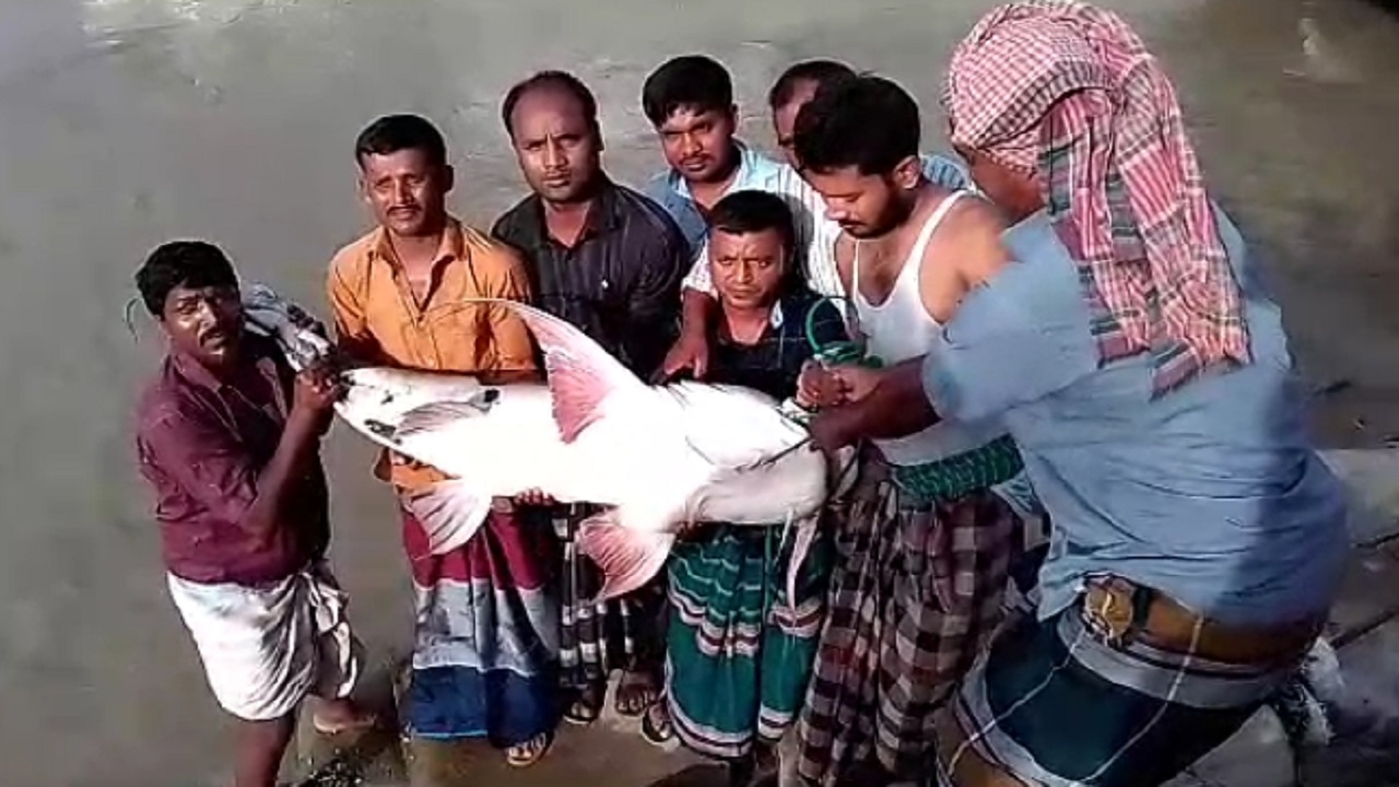 রাজবাড়ীতে পদ্মা নদীতে জেলের জালে ১ মণ ওজনের একটি বাঘা আইড় মাছ ধরা পড়েছে।  ছবি : কালবেলা