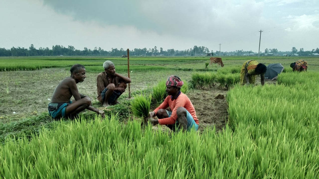 বীজতলা থেকে ধানের চারা তুলছেন কৃষকরা। ছবি : কালবেলা