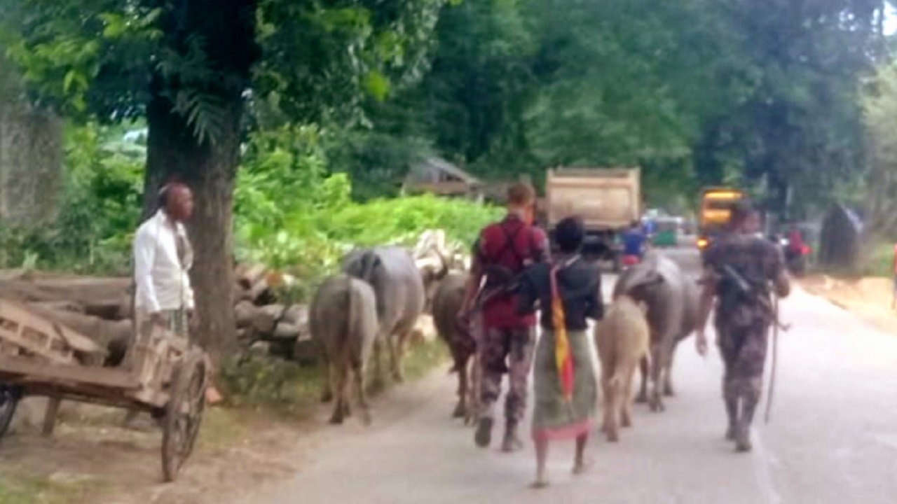 চোরাই মহিষ আটক করে নিয়ে যাচ্ছেন বিজিবি সদস্যরা। ছবি : কালবেলা