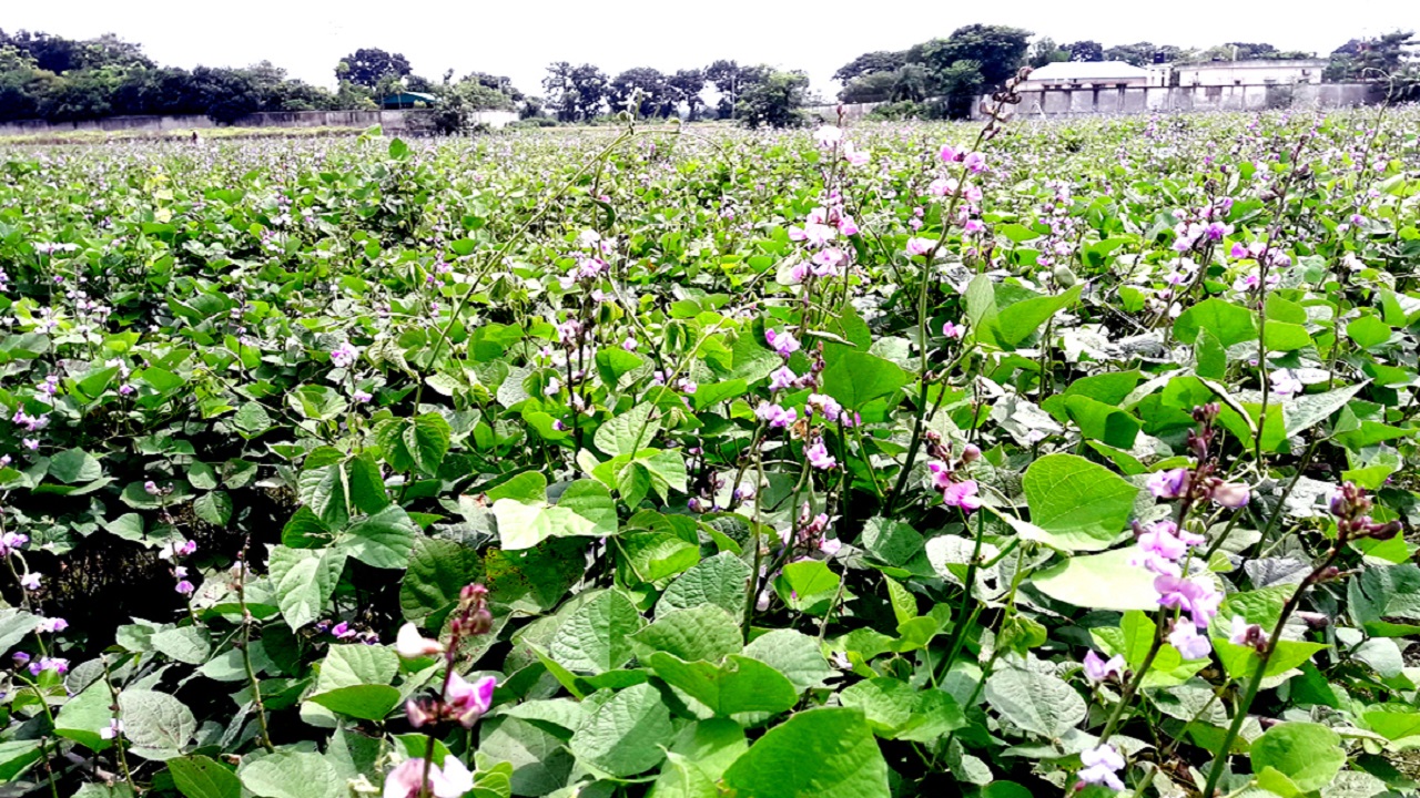ঈশ্বরদীর মুলাডুলির মাঠজুড়ে অটো শিমের ফুল ও ফলের সমারোহ। ছবি : কালবেলা