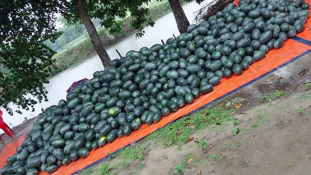 সুইট ব্ল্যাক-২ জাতের তরমুজ। ছবি : কালবেলা