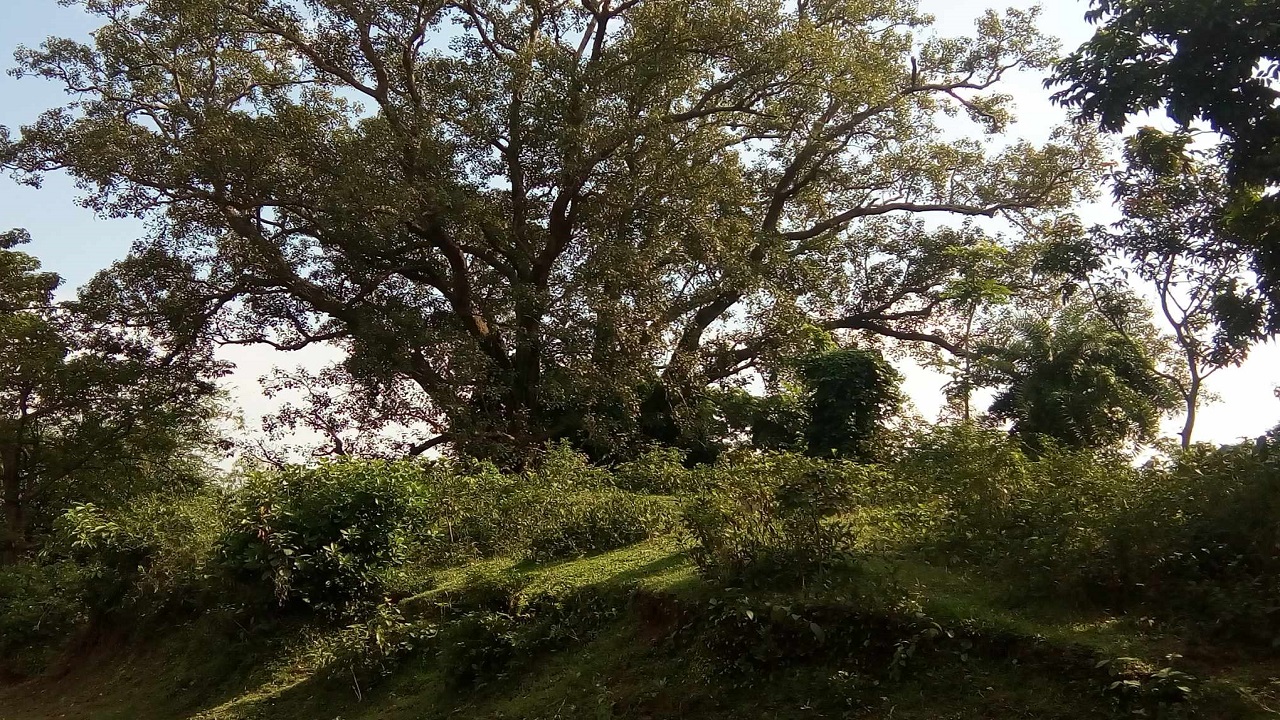 সিরাজগঞ্জের রায়গঞ্জ উপজেলার ক্ষিরিতলা। ছবি : কালবেলা