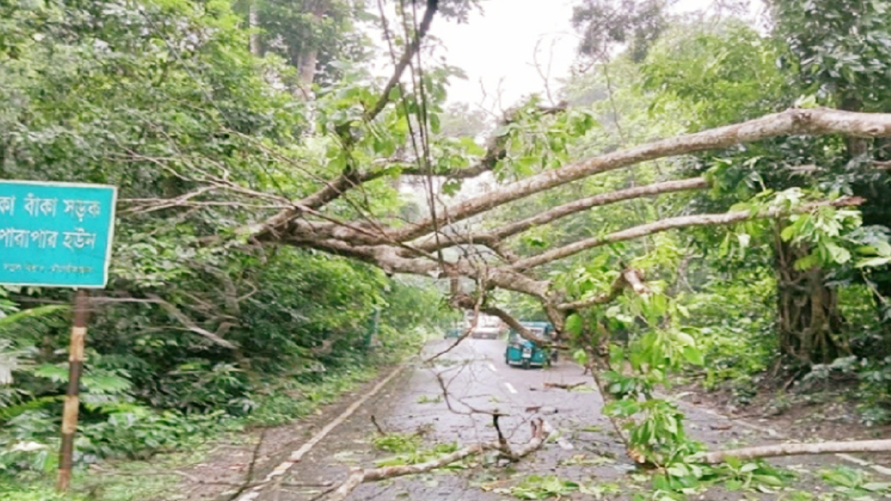 মৌলভীবাজারে সড়কের উপর উপড়ে পড়া গাছ। ছবি : কালবেলা