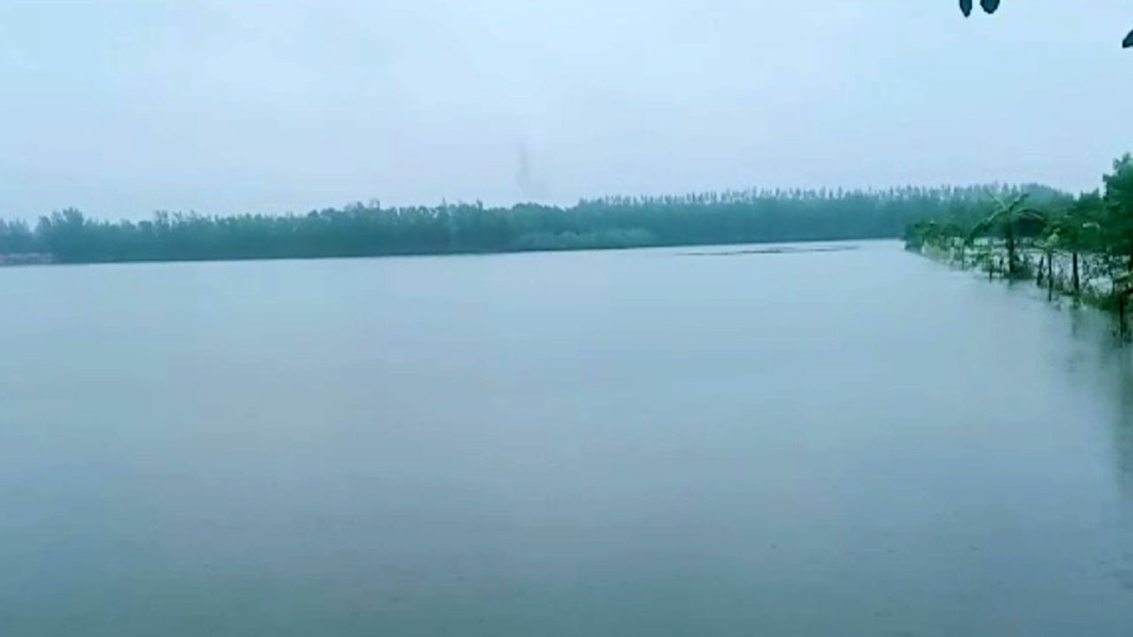 টানা বর্ষণে ধান ক্ষেত পানি নিচে তলিয়ে গেছে। ছবি : কালবেলা