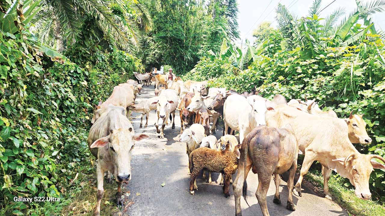 ঝিনাইদহের কোটচাঁদপুর উপজেলার ছয়খাদা গ্রামে নিজের গরুর পাল নিয়ে চলছেন বিমল প্রামাণিক। ছবি : কালবেলা