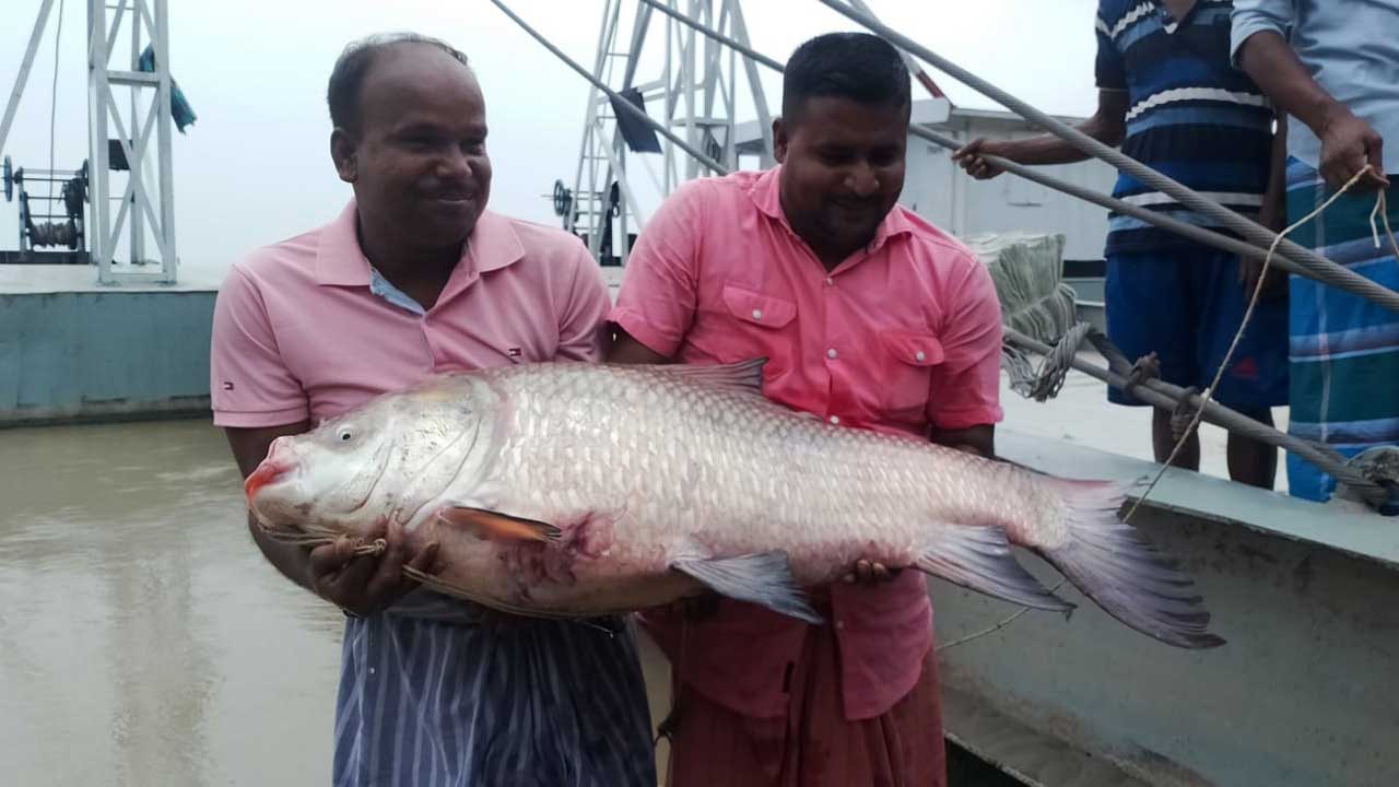 জেলের হাতে সাড়ে ২০ কেজি ওজনের কাতল মাছ। ছবি : কালবেলা