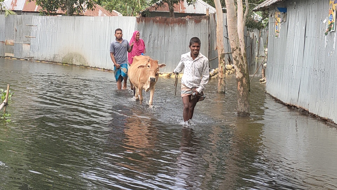তিস্তা নদীর পানি বৃদ্ধি পেয়ে নিম্নাঞ্চল প্লাবিত। ছবি : কালবেলা