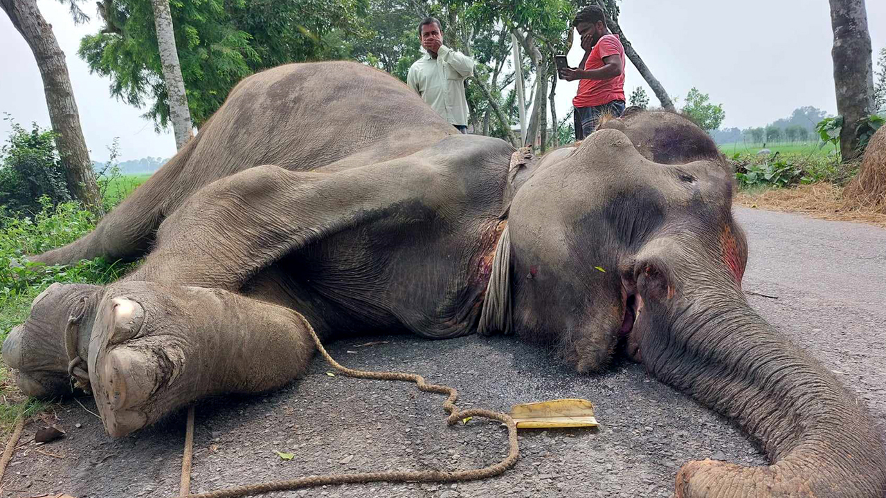 বগুড়ার সদর উপজেলার নামুজা ইউনিয়নের বগারপাড়া ৪ নম্বর ওয়ার্ডের শোলাগাড়ি মোড়ে মঙ্গলবার হাতির মরদেহ ফেলে যাওয়ার ঘটনা ঘটে। ছবি : কালবেলা
