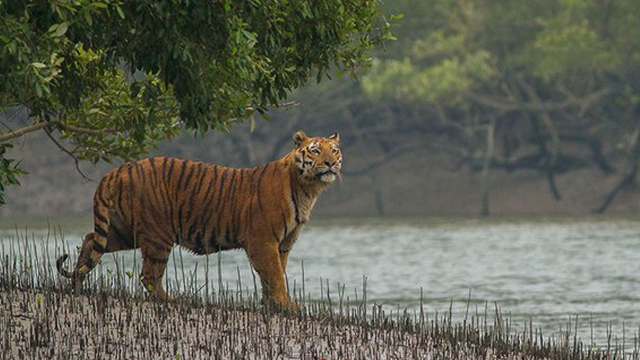 প্রতীকী ছবি