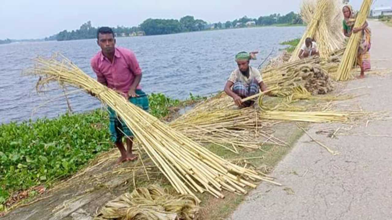 পাটের আঁশ ছাড়ানো ও রোদে শুকাতে ব্যস্ত চাষিরা। ছবি : কালবেলা