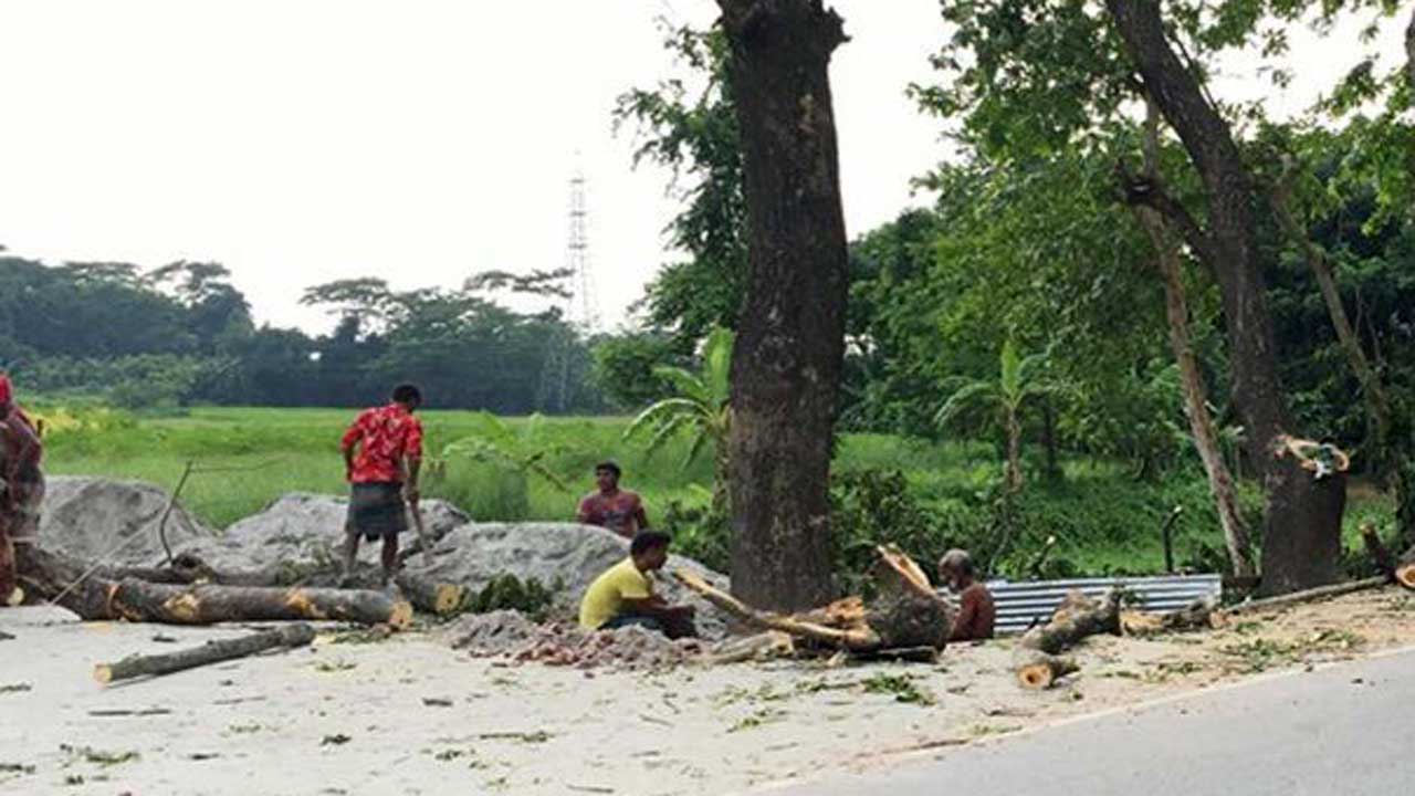 বরিশালে সড়কের দুপাশের গাছ কাটা হচ্ছে। ছবি : কালবেলা