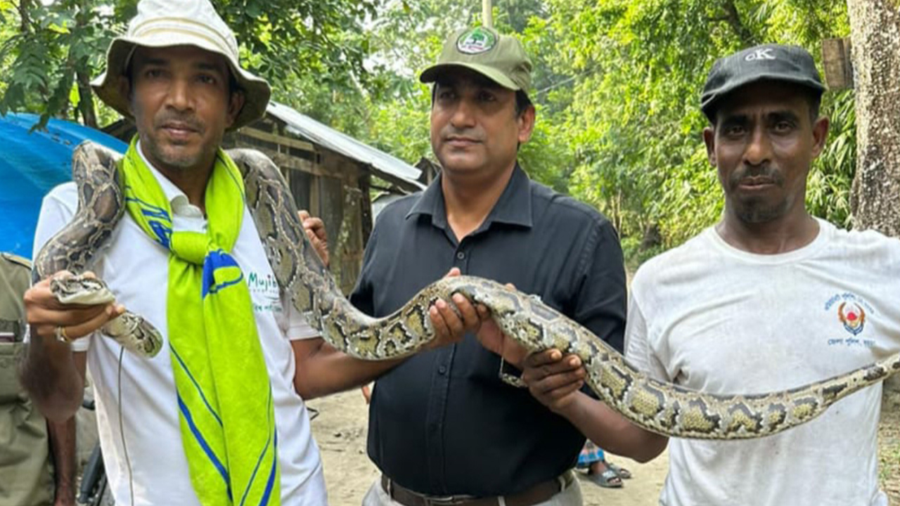 ১৩ ফুট লম্বা অজগর উদ্ধার। ছবি : কালবেলা
