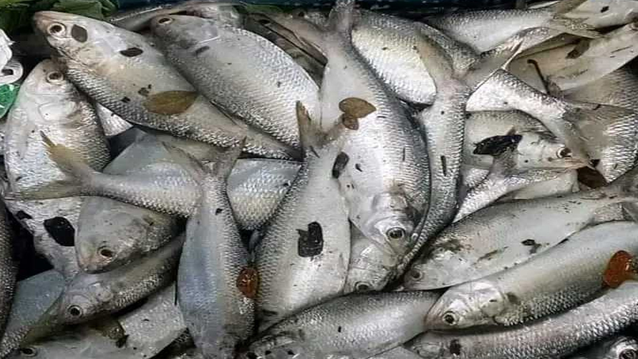 বরগুনার পাথরঘাটায় সিদাম বাড়ির দিঘিতে পাওয়া গেল ইলিশ। ছবি : সংগৃহীত