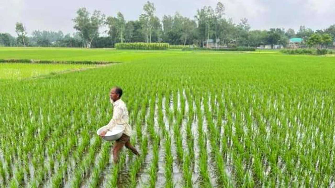 সিরাজগঞ্জে ধান চাষে ব্যস্ত কৃষক। ছবি : কালবেলা