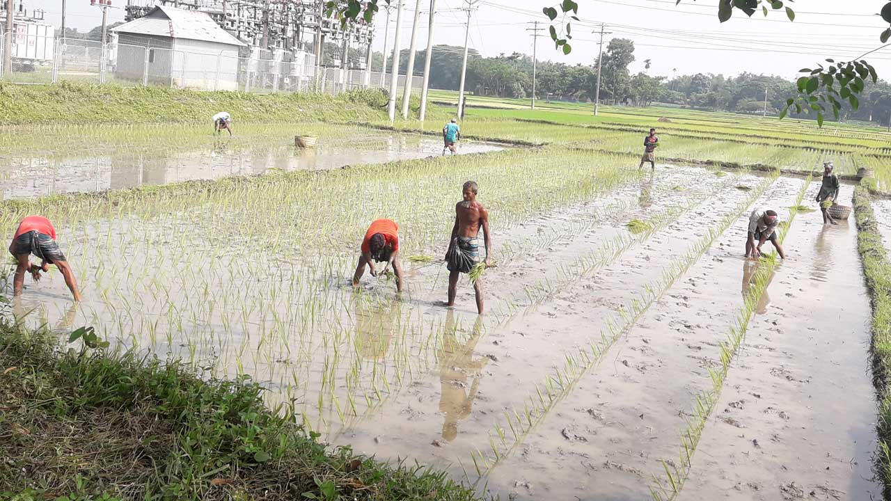 আমন ধানের চারা রোপণ করছে কৃষক। ছবি : কালবেলা