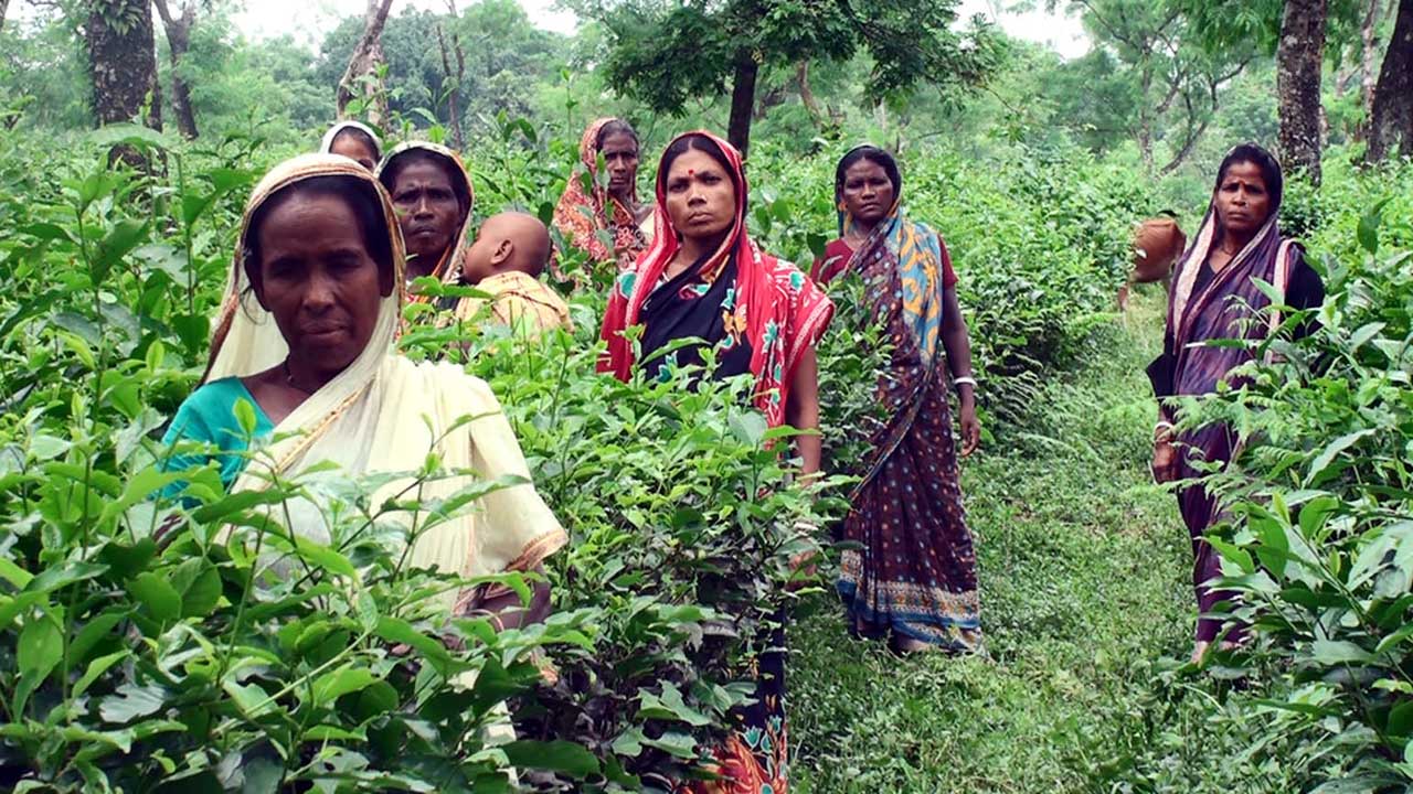চা শ্রমিক। ছবি : কালবেলা