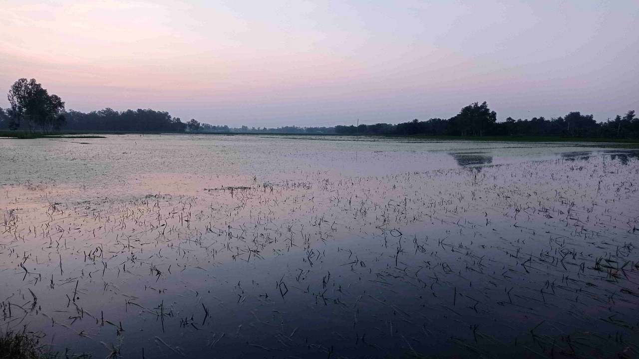 পানির নিচে হাজারো বিঘা আমন ধান। ছবি : কালবেলা