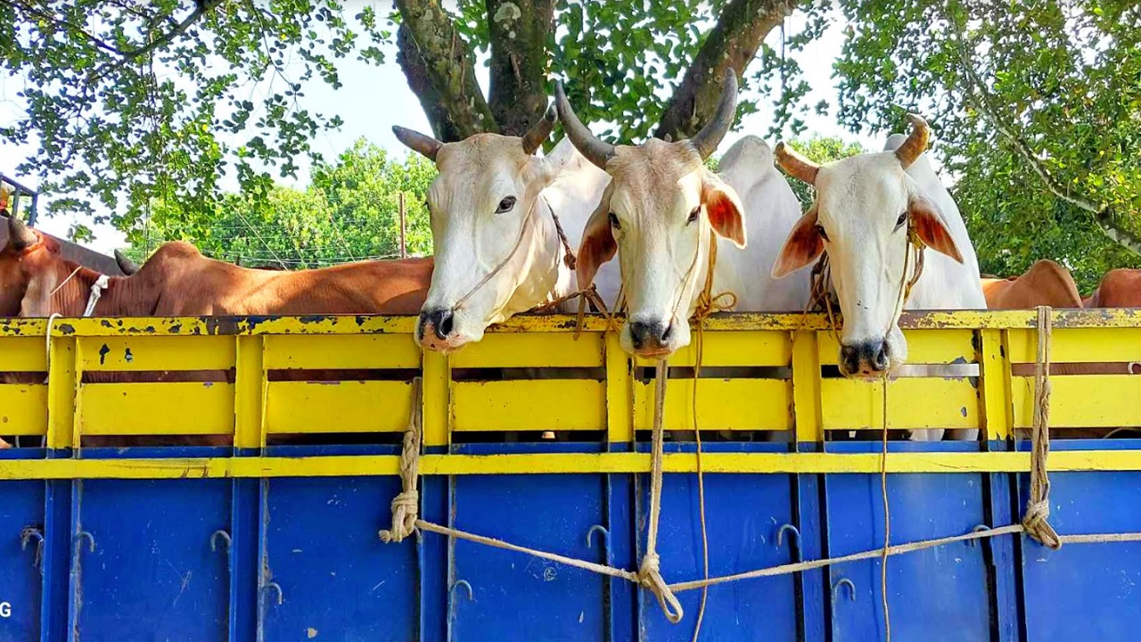 ট্রাকবোঝাই ভারতীয় গরু। ছবি : কালবেলা