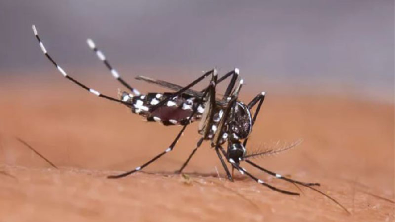 ডেঙ্গু, ম্যালেরিয়াসহ অনেক রোগের কারণ মশাবাহিত জীবাণু। ছবি : সৌজন্য