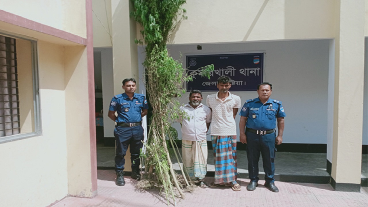 কুমারখালীতে গাঁজার গাছসহ দুজনকে গ্রেপ্তার করেছে পুলিশ। ছবি : কালবেলা