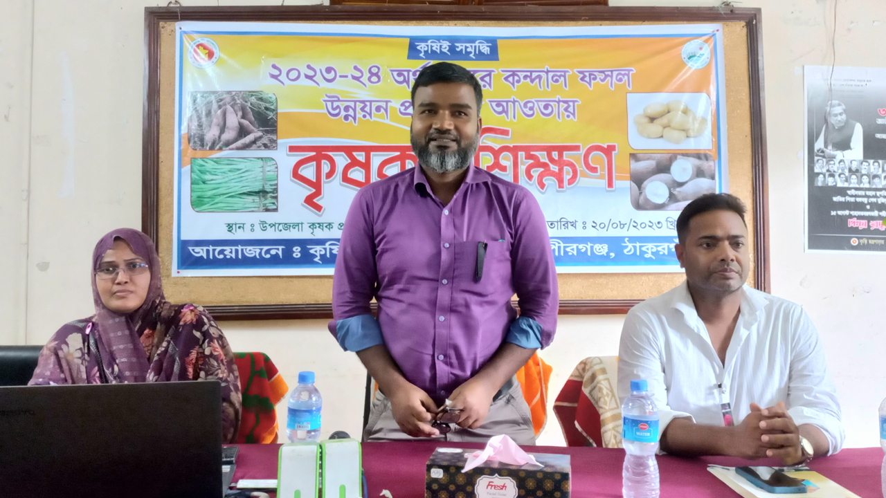 ঠাকুরগাঁওয়ের পীরগঞ্জে রোববার কন্দাল ফসল বিষয়ে কৃষকদের প্রশিক্ষণ দেয় উপজেলা কৃষি সম্প্রসারণ অধিদপ্তর। ছবি : কালবেলা