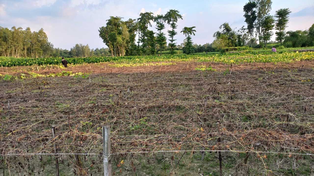 দিনাজপুরে রবিশস্যের ব্যাপক ক্ষতি। ছবি : কালবেলা