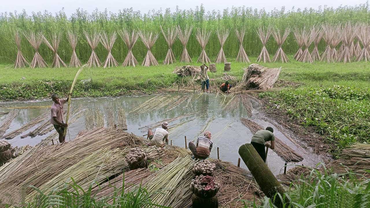 পাট জাগ দিচ্ছে চাষিরা। ছবি : কালবেলা