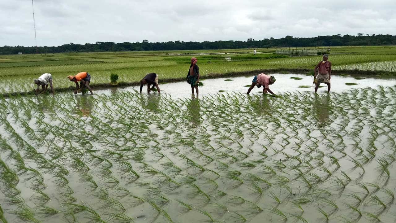 রোপা আমন রোপণে ব্যস্ত কৃষকরা। ছবি : কালবেলা