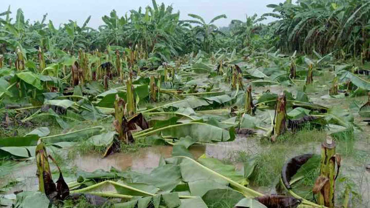 কলাগাছ কেটে দিয়েছে দুর্বৃত্তরা। ছবি : কালবেলা