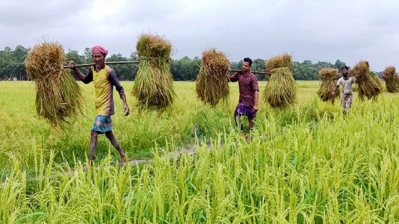 ধান নিয়ে ক্ষেত থেকে ফিরছেন চাষিরা। ছবি : কালবেলা