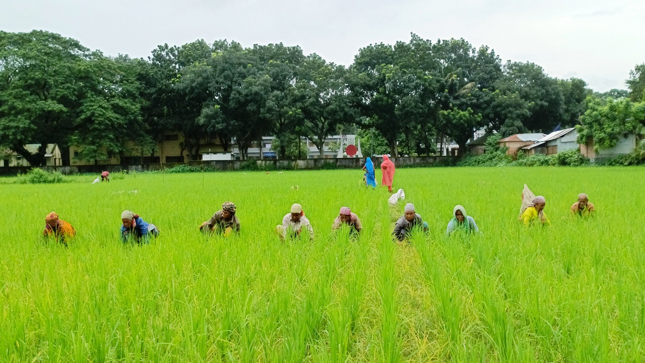 খানসামা উপজেলার মূল ফটকের পাশে আমন ক্ষেতে পরিচর্যার কাজ করছেন কৃষক-কৃষাণীরা। ছবি : কালবেলা