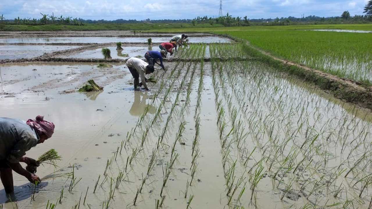 রাঙ্গুনিয়ার গুমাই বিলে আমন চারা রোপণে ব্যস্ত কৃষকরা। ছবি : কালবেলা