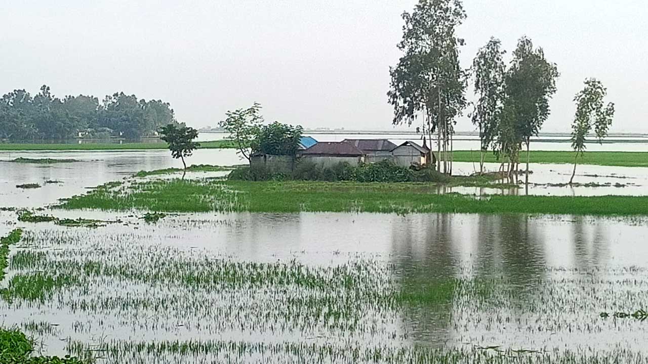 বন্যার পানিতে ডুবে গেছে ধান ক্ষেত। ছবি : কালবেলা