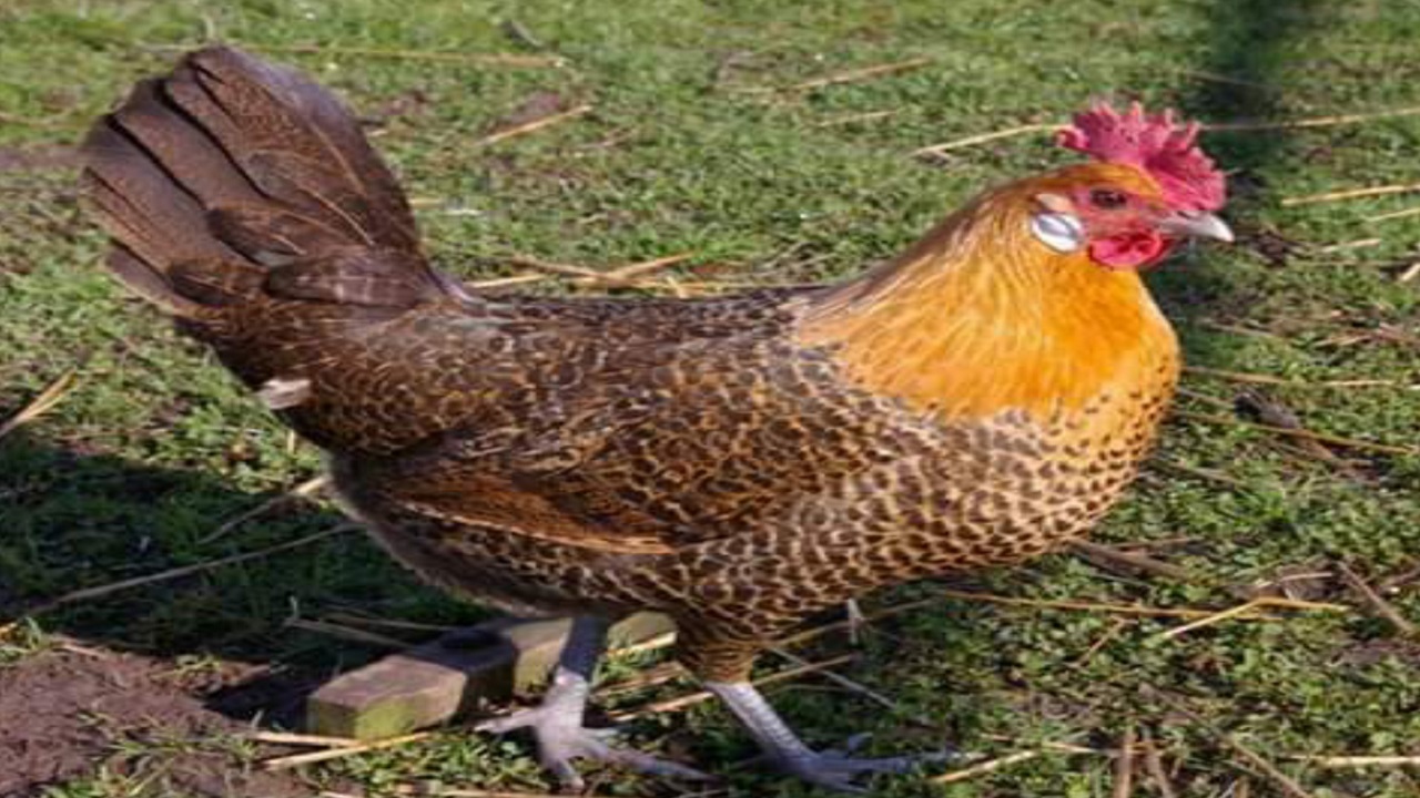 ছবি : সংগৃহীত।