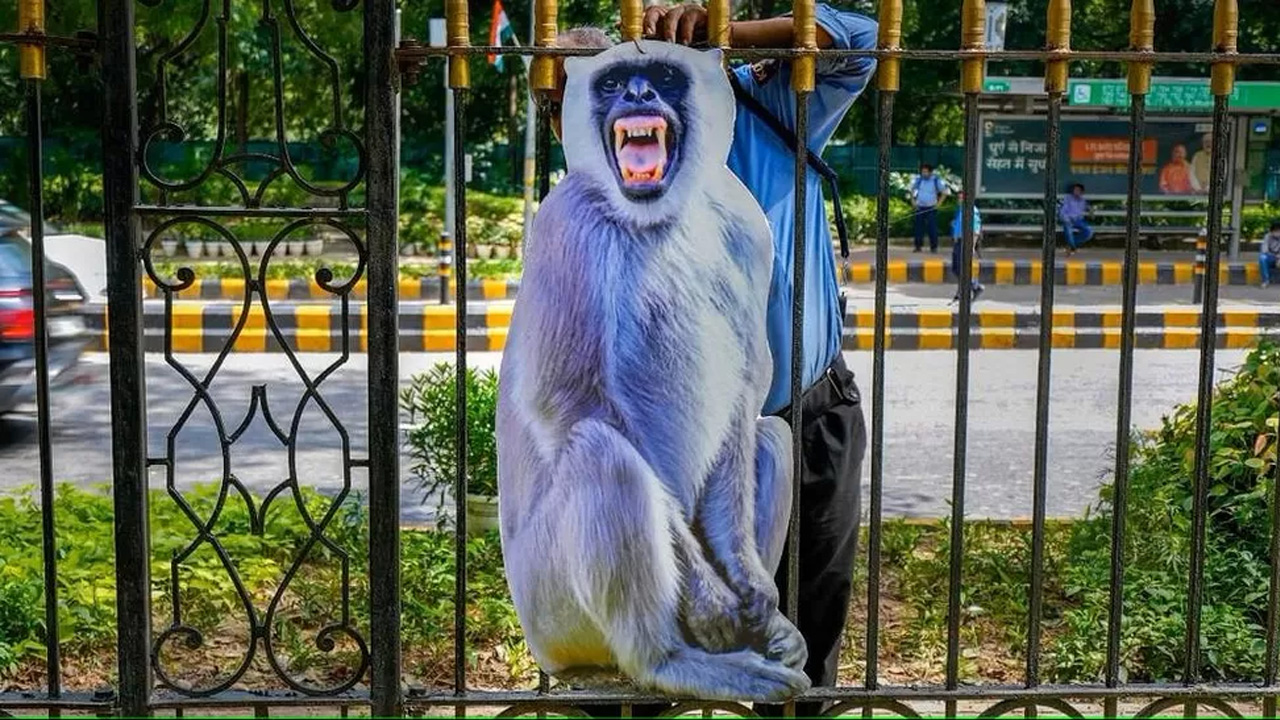 লেঙ্গুড় দেখলে বেশ ভয় পায় বানর। ছবি : সংগৃহীত