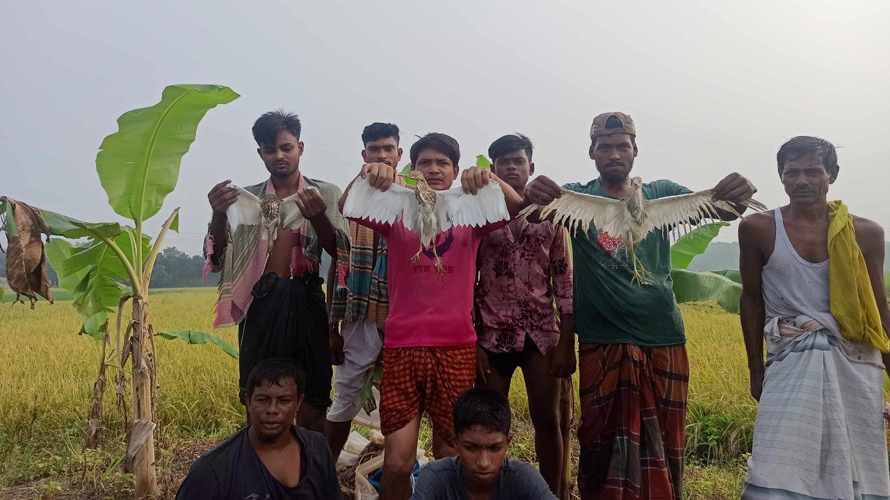 শিকারিদের ফাঁদে আটকা বক অবমুক্ত করছেন পাখিপ্রেমী নামের একটি যুব সংগঠনের সদস্যরা। ছবি : কালবেলা