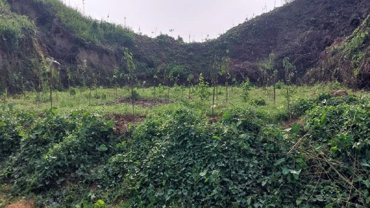 মহেশখালীতে মুদিরছড়া বিটের নাককাটা পাহাড়ি ঝিরিতে লাগানো সুফল প্রকল্পের আগাছা। ছবি : কালবেলা