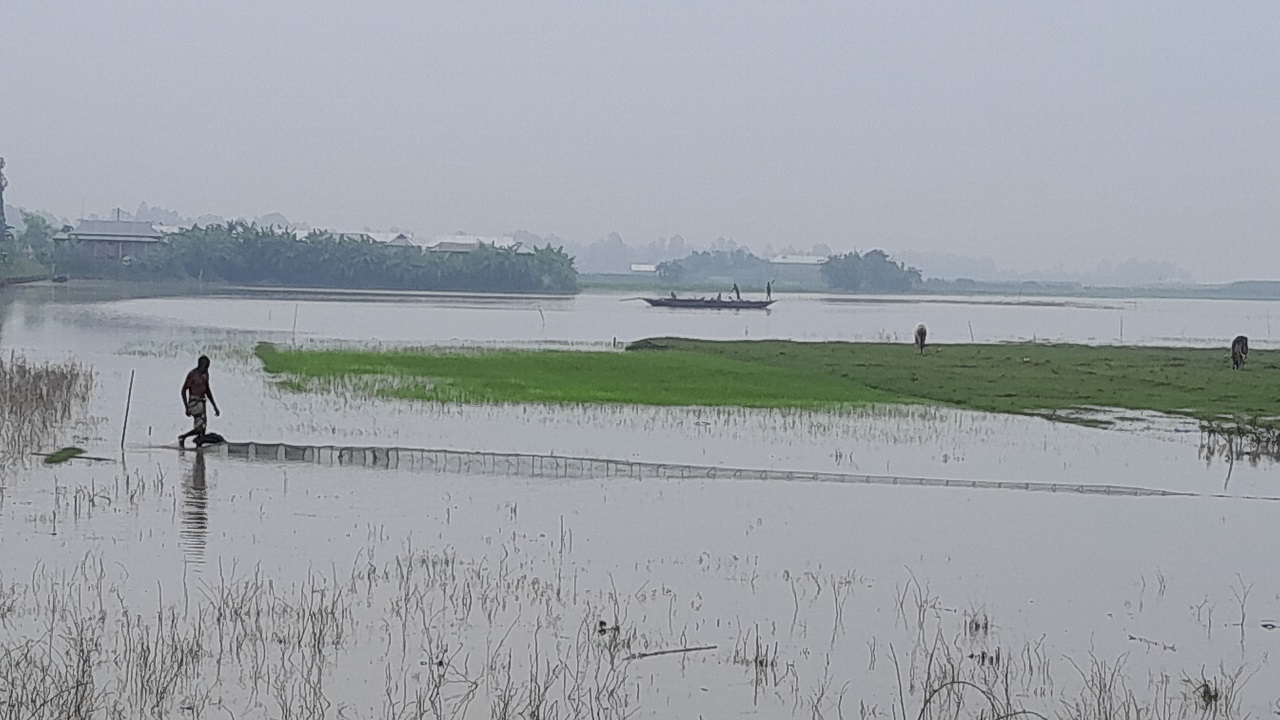 যমুনা নদীর পানি বৃদ্ধিতে নিম্নাঞ্চল প্লাবিত। ছবি : কালবেলা