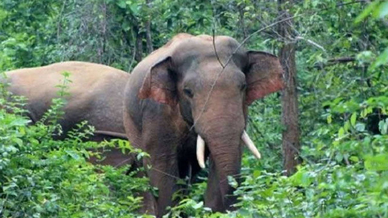 পুরোনো ছবি