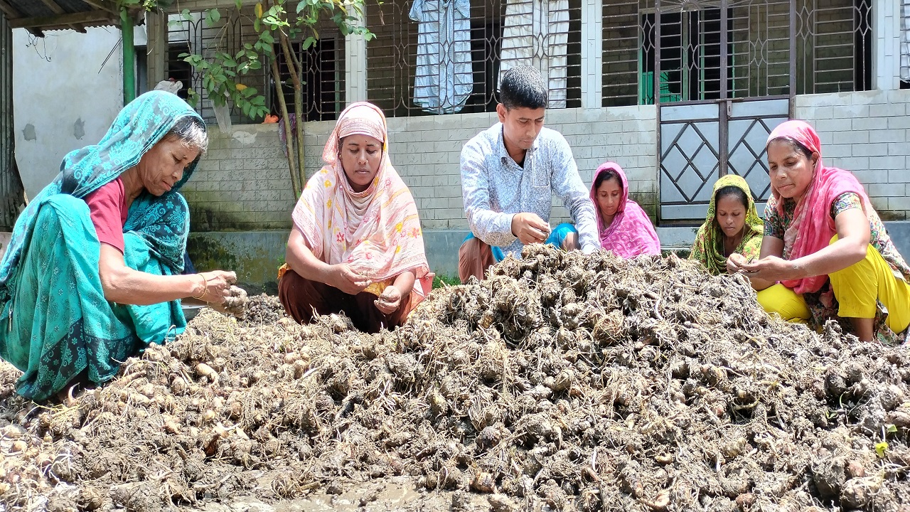 কচুরমুখী বাজারে নেওয়ার জন্য প্রস্তুত করছেন গৌরীপুরের কৃষক শেখ সাদি ও তার পরিবার। ছবি : কালবেলা
